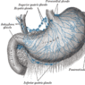 GrossAnatomy_Lymphatics