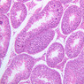 B80, Testis, 10x (H&E)
