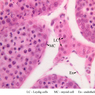 B80, Testis, 40x Labeled (H&E)