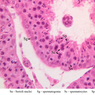 B80, Testis, 40x Labeled (H&E)