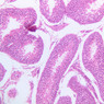 B80, Testis, 10x (H&E)