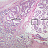 B81, Testis, 2.5x Labeled (PAS)