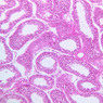 B82, Testis, 10x (H&E)