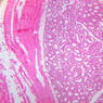 B82, Testis, 2.5x (H&E)