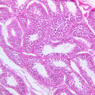 B82, Testis, 10x (H&E)