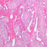 B86, Testis (Prepubertal), 20x (H&E)
