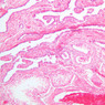 B79, Testis (Tubuli Recti), 10x (H&E)