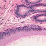 B81, Testis (Efferent Ductules), 40x (PAS)
