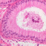 B80, Epididymis, 40x (H&E)