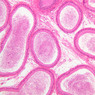B80, Epididymis (Head), 10x (H&E)