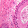 B80, Epididymis (Head), 40x (H&E)