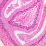 B80, Epididymis, 20x (H&E)