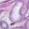 B81, Epididymis, 20x (PAS)