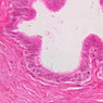 B83, Vas Deferens, 40x (H&E)