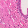 B83, Vas Deferens, 40x (H&E)