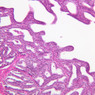 B89, Seminal Vesicle, 10x (H&E)