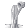 GrossAnatomy_MaleReproduction