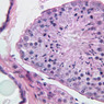 Male