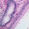 Male