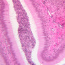 Male
