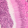 Male