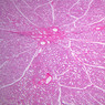 Male