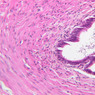 Male