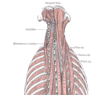 GrossImages_Muscle