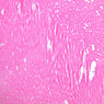 Extracted from Muscle_All.zip