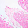 Extracted from Muscle_All.zip