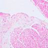 Extracted from Muscle_All.zip