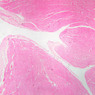 Extracted from Muscle_All.zip