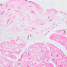 Extracted from Muscle_All.zip
