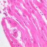 Extracted from Muscle_All.zip