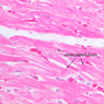 Extracted from Muscle_All.zip