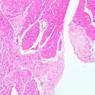 Extracted from Muscle_All.zip