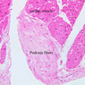 Extracted from Muscle_All.zip