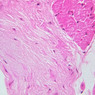 Extracted from Muscle_All.zip