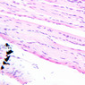 Extracted from Muscle_All.zip