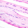 Extracted from Muscle_All.zip