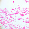 Extracted from Muscle_All.zip