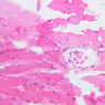 Extracted from Muscle_All.zip