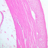 Extracted from Muscle_All.zip