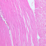 Extracted from Muscle_All.zip