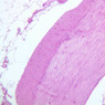 Extracted from Muscle_All.zip