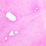 Extracted from Muscle_All.zip