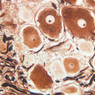 A89, Dorsal Root Ganglion, 40x (Ag)