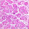 A90, Dorsal Root Ganglion, 20x (H&E)