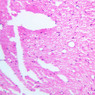 A80, Sciatic Nerve (Cross Section), 20x (H&E)