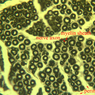 A86, Sciatic Nerve (Cross Section), 40x Labeled (Osmium)